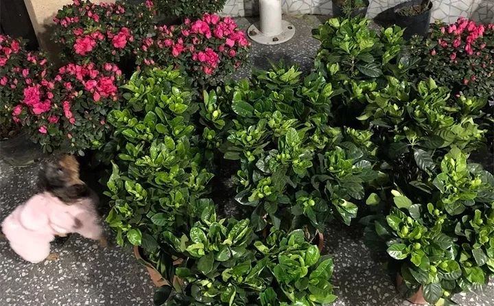 盆栽花发蔫什么原因,买回来的花很快就蔫的原因