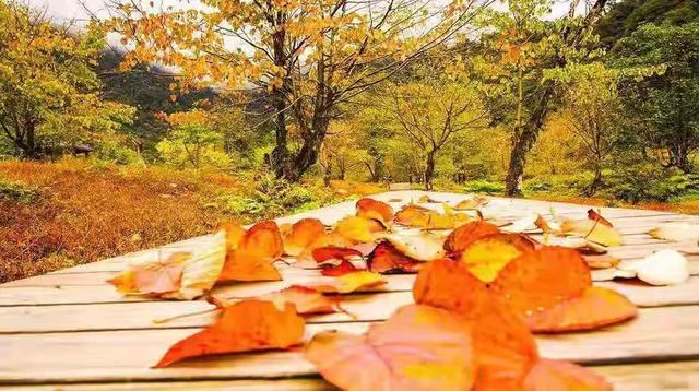 红了！黑竹沟迎颜值巅峰快去穿越五彩童话世界