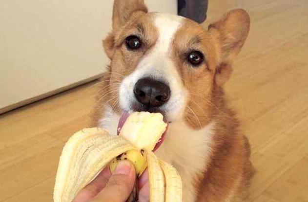 兽医推荐8种对狗狗有益的食物,狗狗有点便秘给它吃点什么好