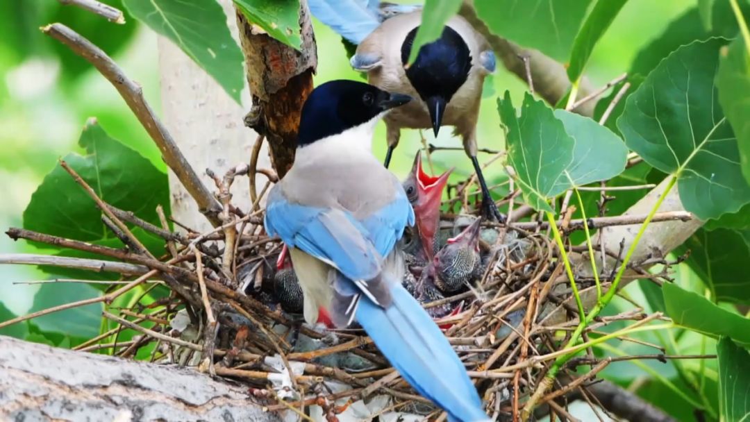 閮戝窞椋為笩瀹跺洯鍥剧墖澶у叏,閮戝窞椋為笩瀹跺洯椋庢櫙