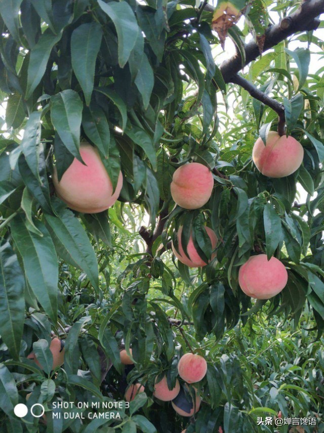 中国为什么是桃子的故乡,故乡的桃子