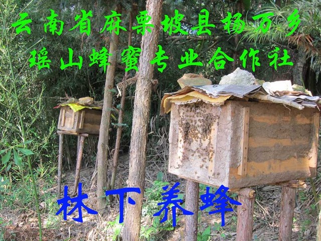 蜂蜜不加工可以直接吃吗,蜂蜜加工成熟方法