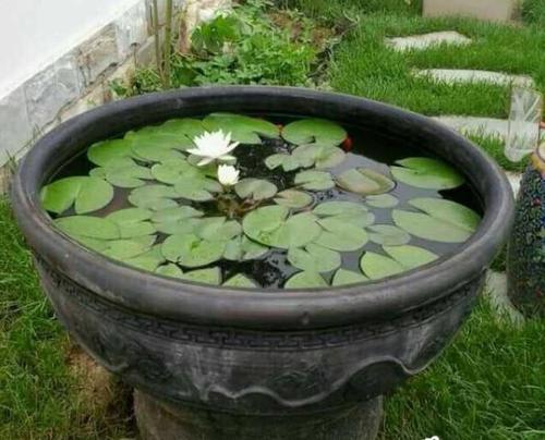 十大阴性水草造景,造景适合用什么水草