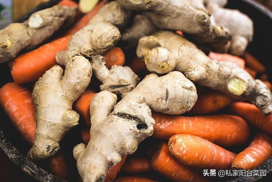 生姜怎样种植才能出姜率高,如何反季节种植生姜
