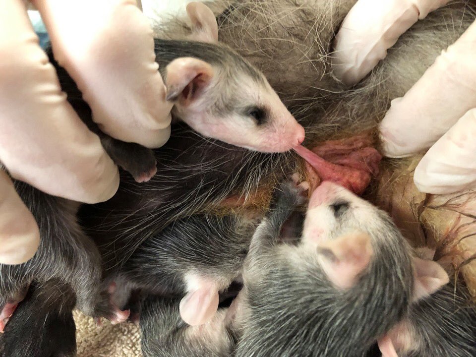 长着奇葩双生殖系统，却脸盲不识交配对象，雄负鼠乐享齐丁之乐