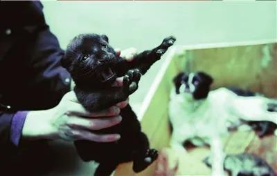 跨越种族的母爱小狗和小猫,跨越种族的母爱狗狗救小猫