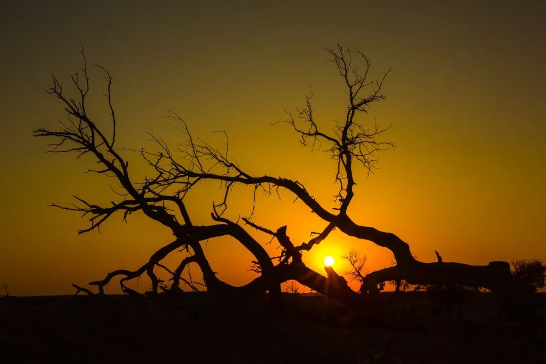 额济纳戈壁滩记录,额济纳戈壁滩沙漠