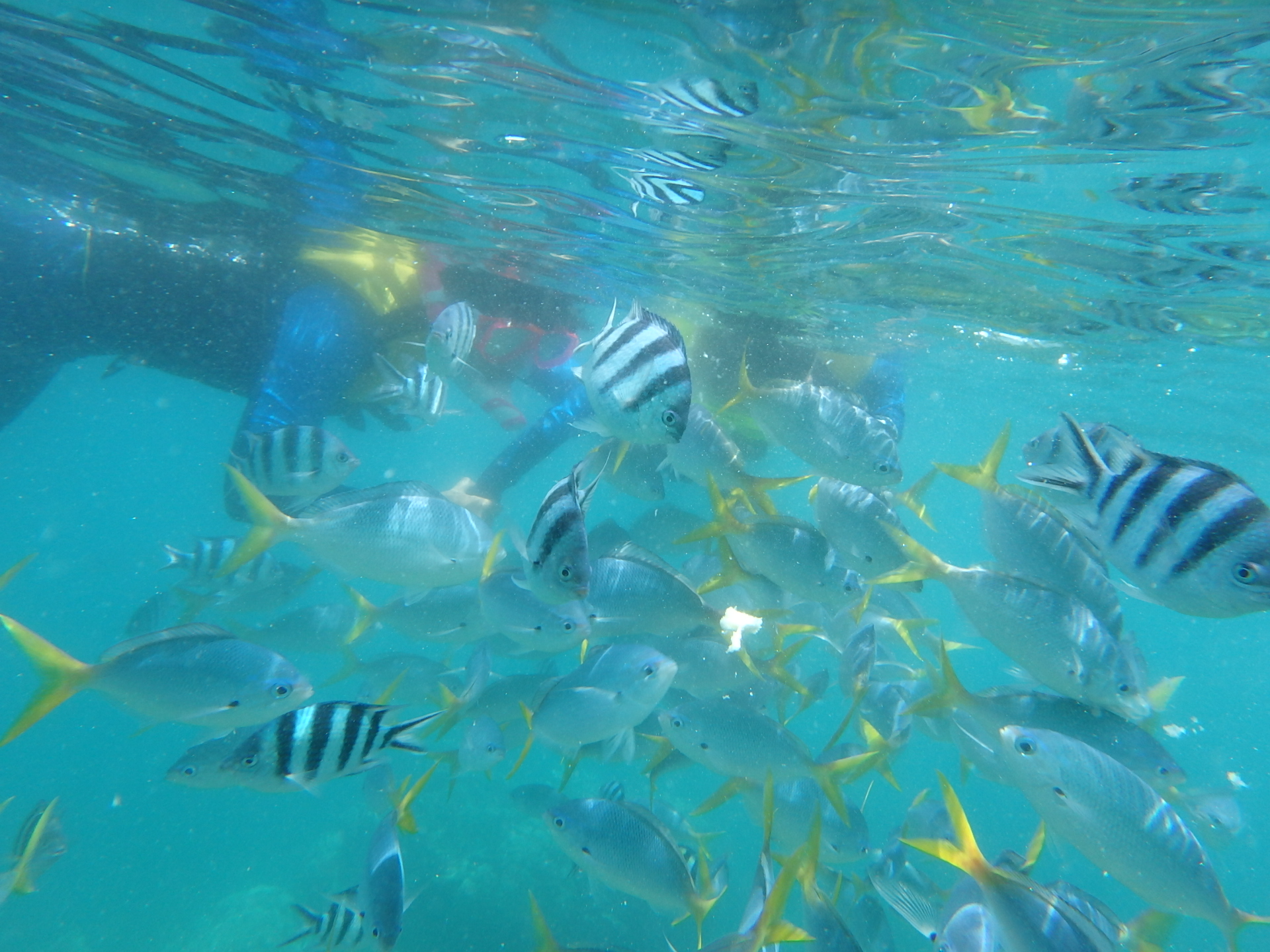 帕劳旅游十大攻略,帕劳上帝的水族箱