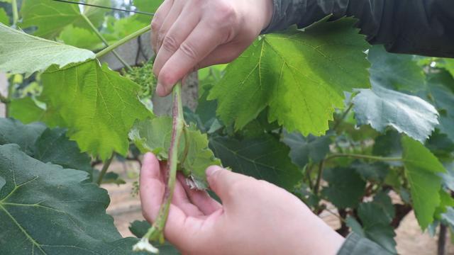 红提的坏处,红提常见病图片