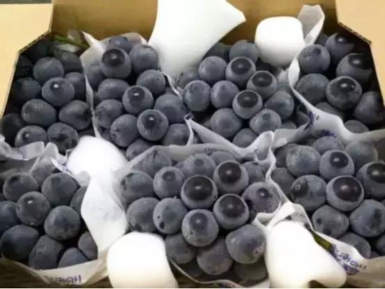 2019葡萄产业发展,葡萄农业发展模式