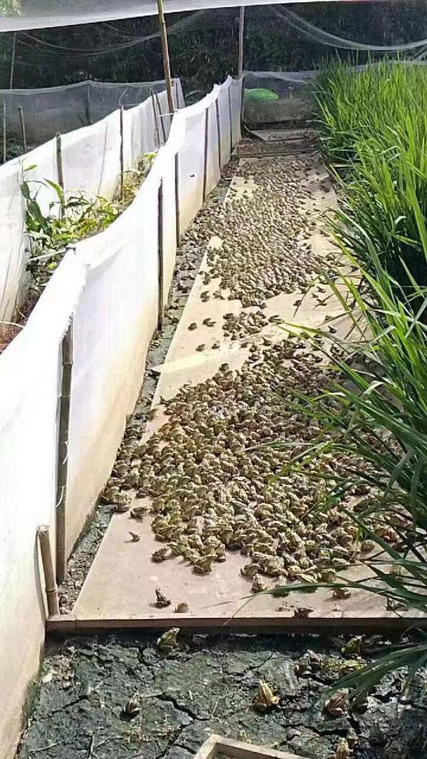 仙桃万蛙鸣青蛙养殖,青蛙养殖湖南省