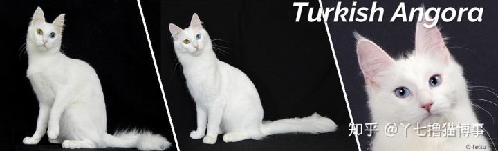 有哪些好看的家养猫,最适合家养的猫咪品种不掉毛