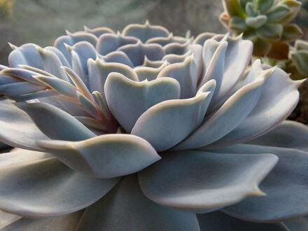 多肉早安图片大全,多肉大全100图