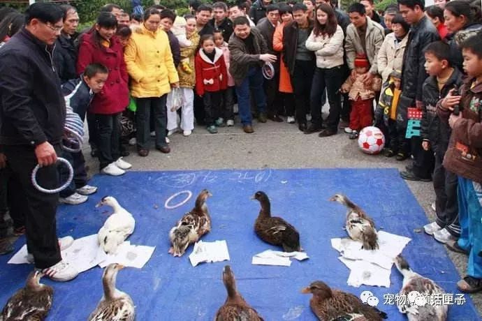 这样的“旋转木马”你一定没见过，网友直呼太残忍……