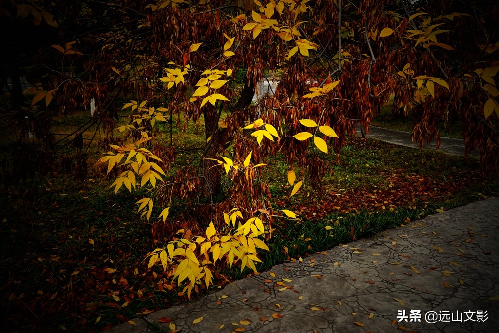 索尼黑卡二怎么拍,索尼黑卡2大光圈拍视频