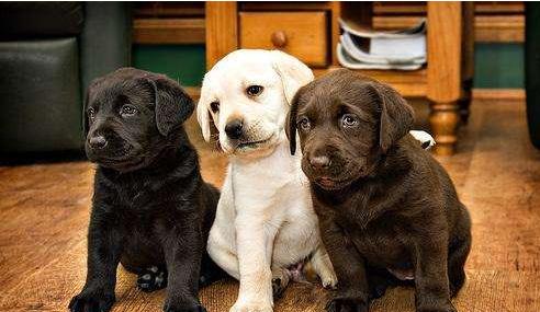 拉布拉多自带“毒气”，臭不可闻，解决方法在此！