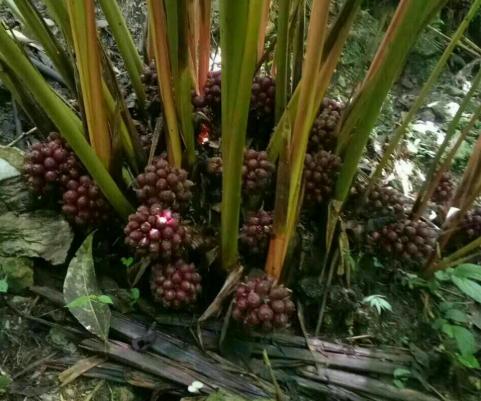 草果：调料界的“背锅侠”，常被误认成*粟罂**，1斤35元南方才有种