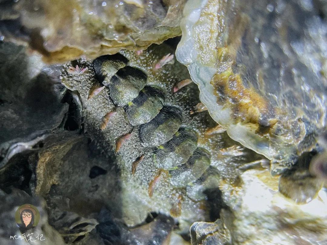 鼓浪屿赶海抓虫,鼓浪屿赶海佛手螺