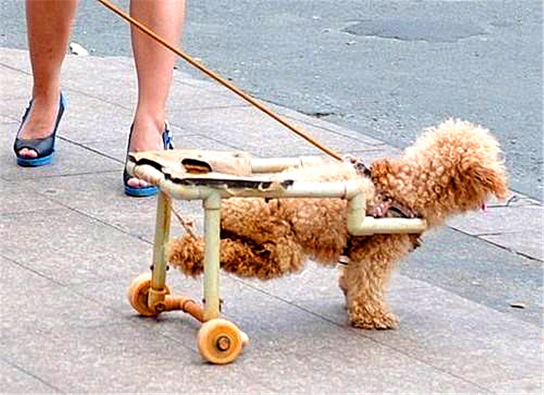 犬腰椎间盘疾病的部位,狗腰椎间盘突出的治疗方法