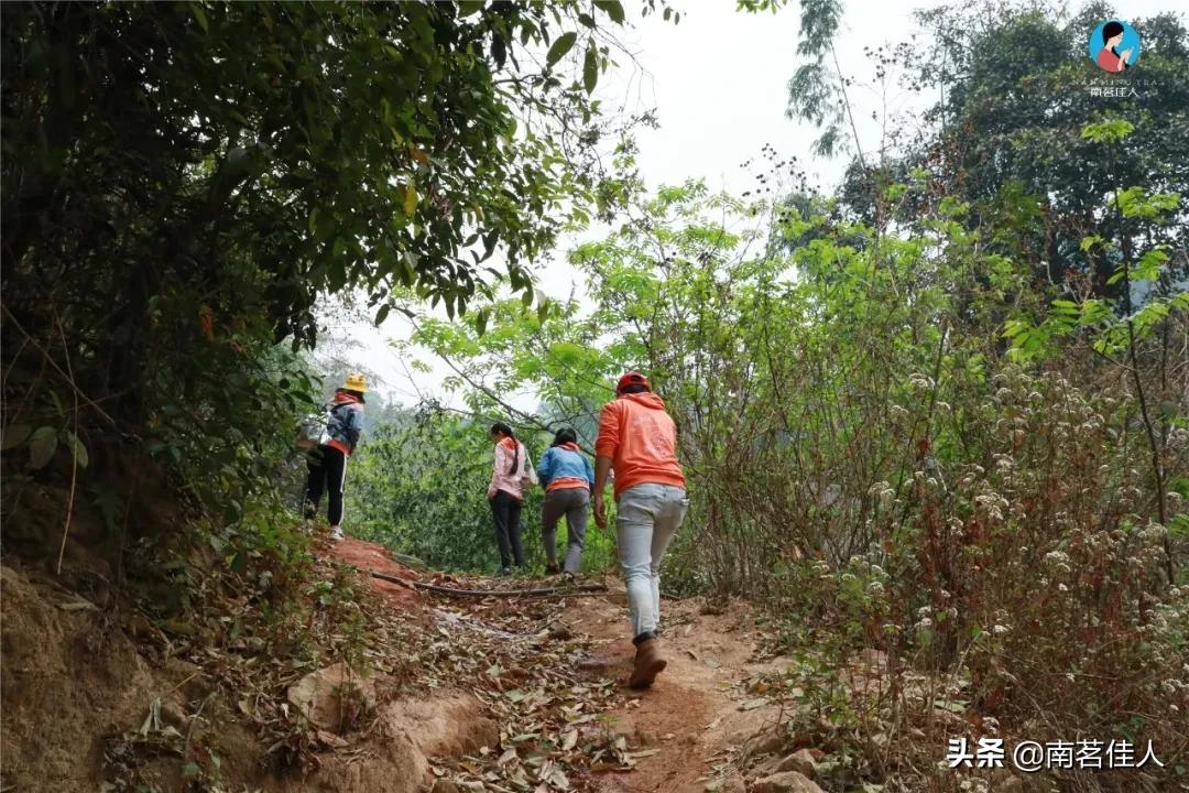 冰岛五寨糯五价格,冰岛五寨谁最有性价比