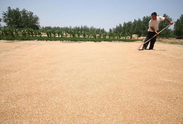 麦牛如何消灭,为什么谷物放久了会生虫