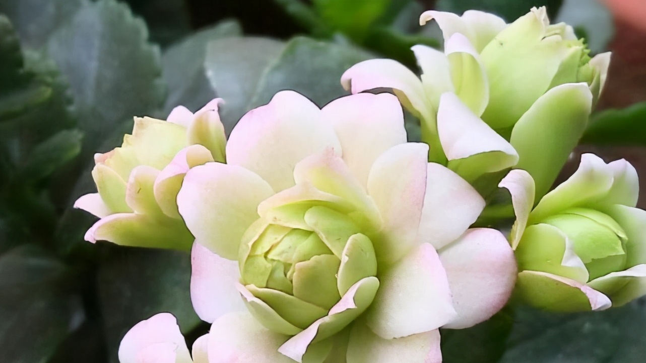 十二星座里哪个星座脾气最爆,看似没脾气实际脾气很大的星座