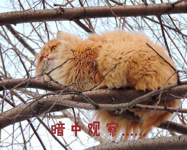 圣诞节的喵星人霸气又略萌，猫奴必看！又骗我养猫？
