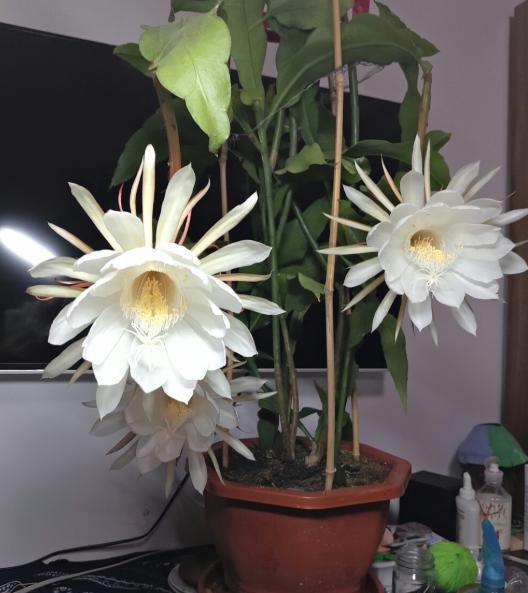 昙花怎么养殖才能长得茂盛,昙花怎样养殖才能养得更茂盛