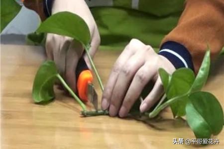 绿萝黄叶别发愁2个妙招帮解决,绿萝黄叶怎么处理有什么好办法