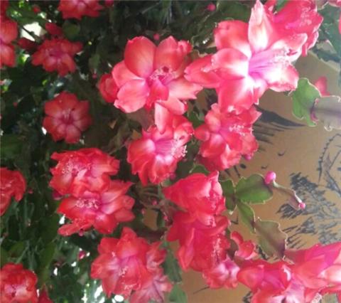 怎么给蟹爪兰做支架,蟹爪兰支架自己做