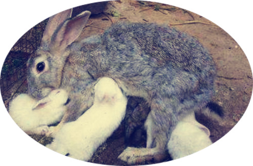 流产兔子能活吗,兔子流产是不是公兔子不行