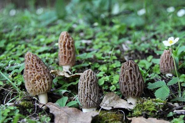 羊肚菌种植栽培技术视频教程（完整版）