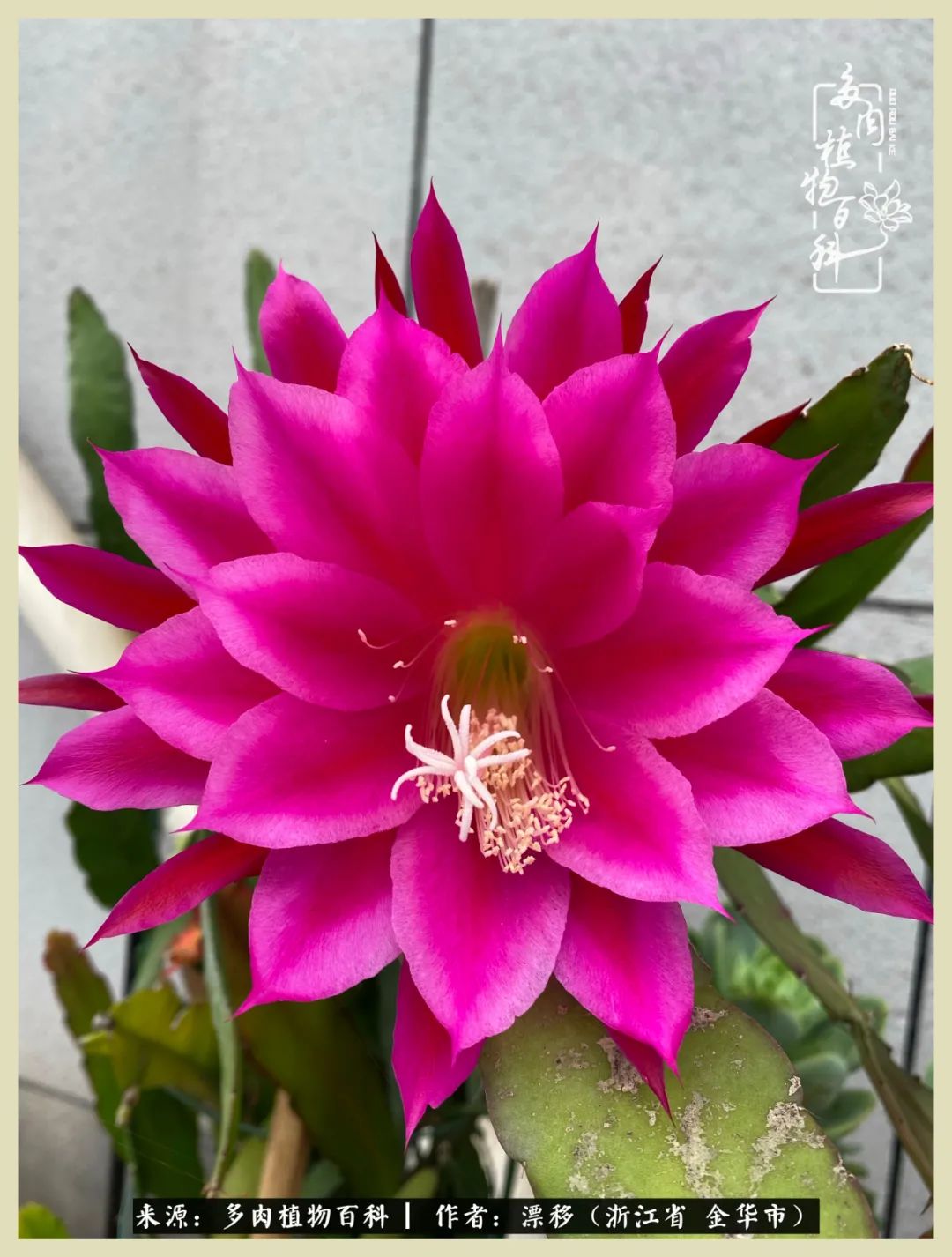 仙人球开花并散发着香味,仙人球花盛开吐露芬芳