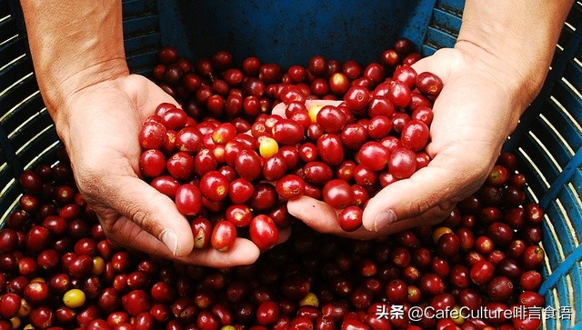 咖啡有哪些品种,普洱咖啡品种