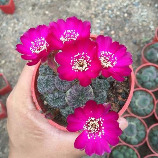 十个仙人球,最新30个仙人球品种