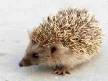 凌晨狗子发现一只刺猬,狗狗捡到了只刺猬