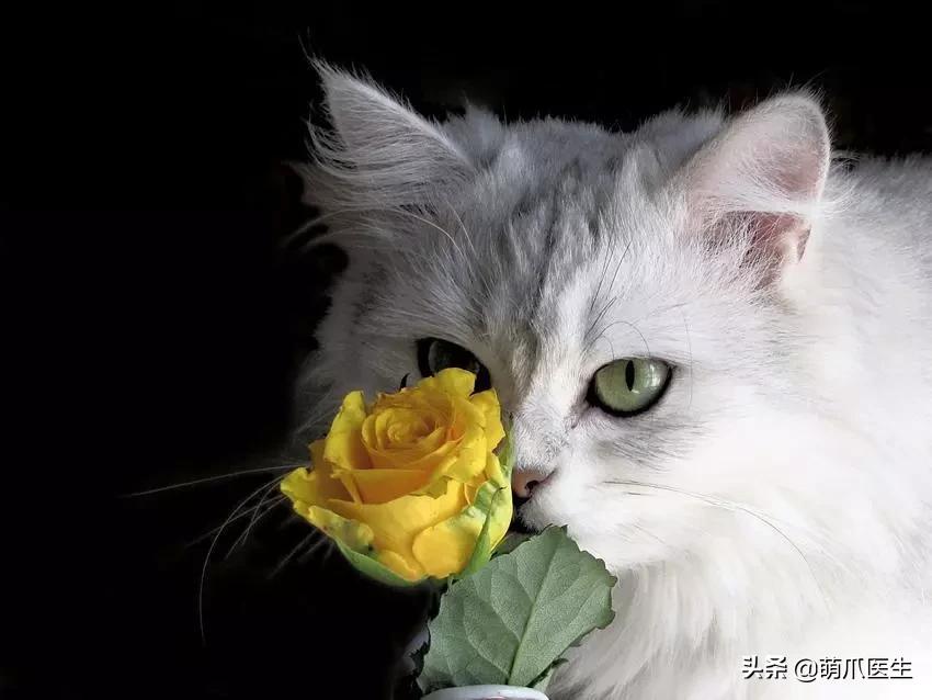 “你根本不爱猫，你就是馋它的身子！”