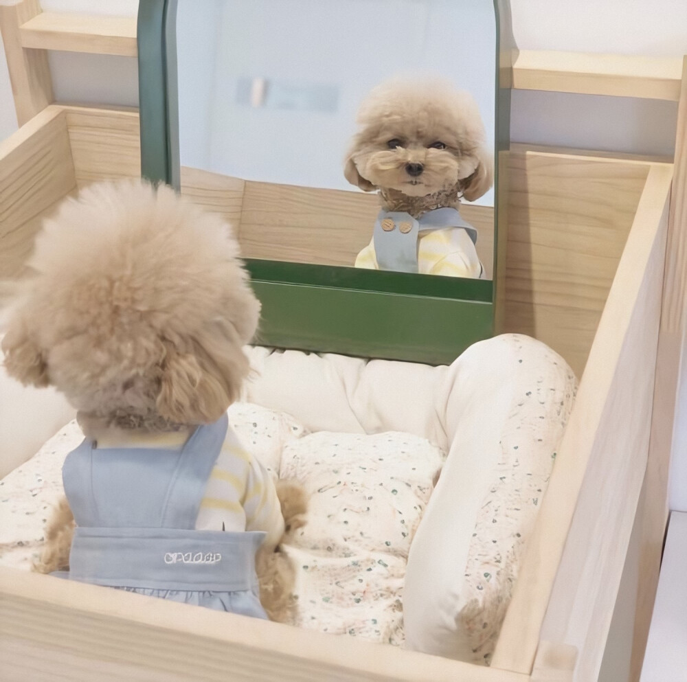 怎样正确饲养狗狗,如何科学饲养狗狗