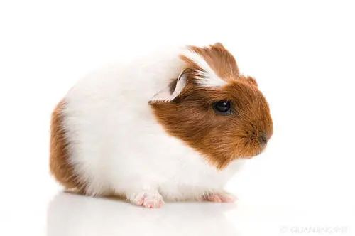 天竺鼠惊吓,天竺鼠害怕会死掉吗