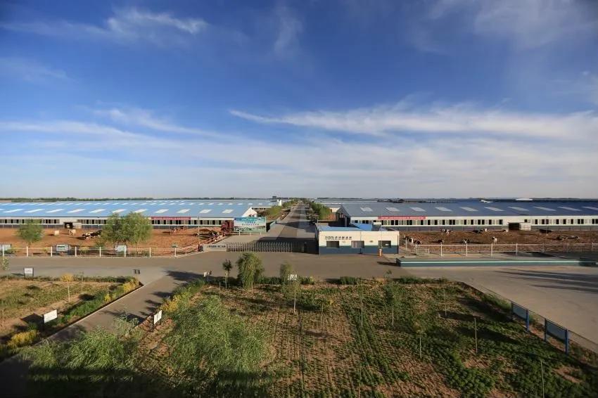 零售圣牧牛奶,圣牧牛奶销售市场前景