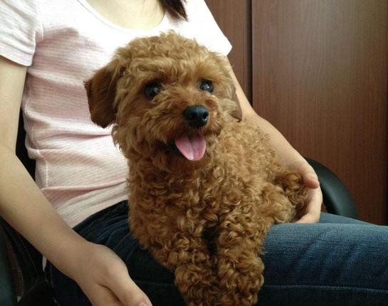 泰迪几个动作说明它爱你的表现,泰迪做出不雅动作怎么制止