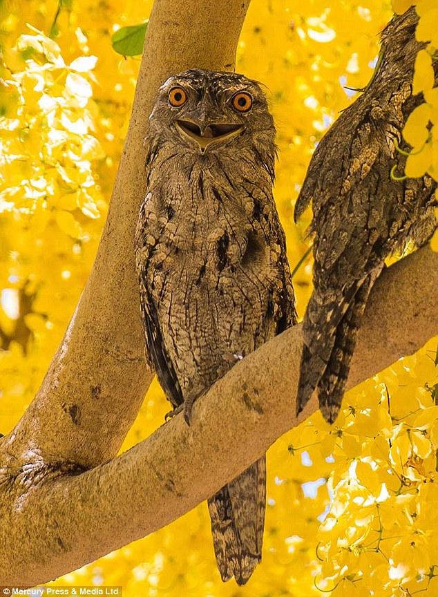 鹰中奇葩，又懒又渣，长得还像梁朝伟？