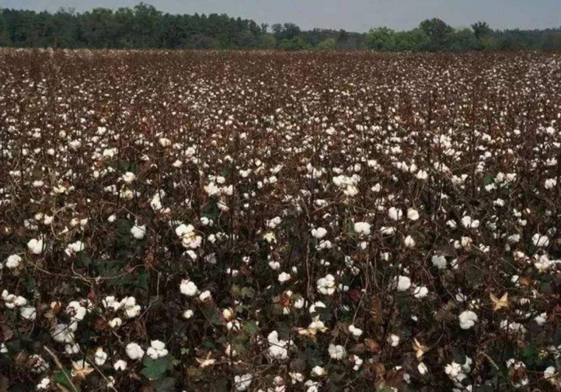 棉花高产栽培技术,棉花栽培需要打垄吗