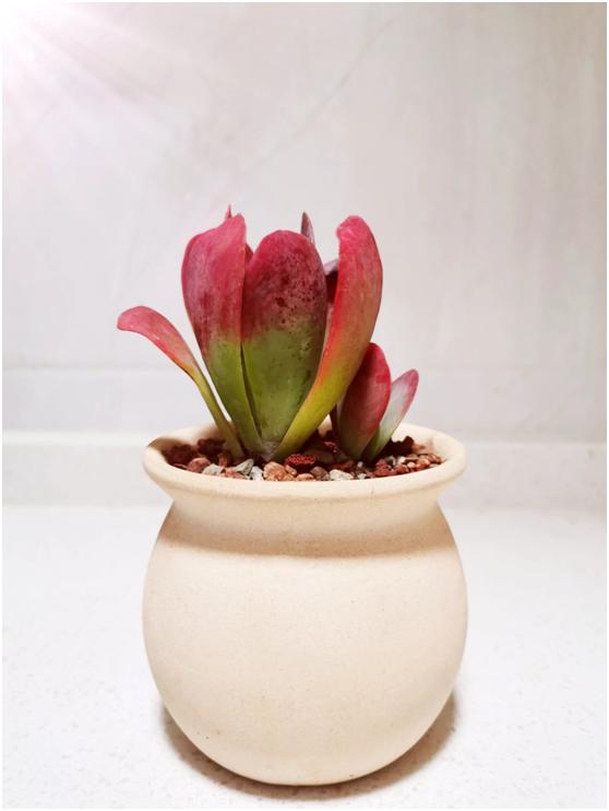 多肉虐我千百遍，我待多肉如初恋