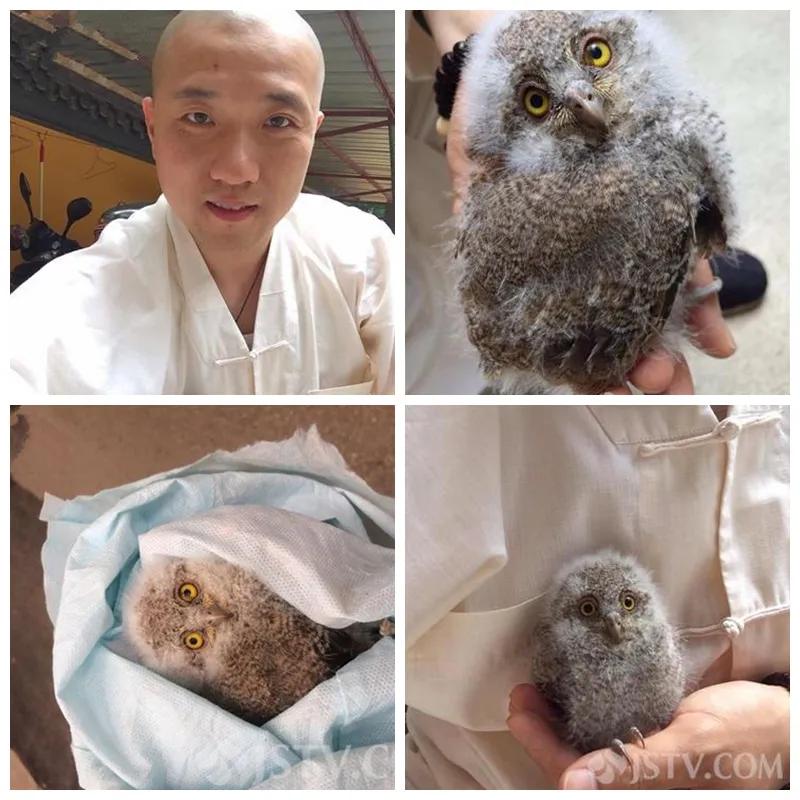 有多少南京人，获得过猫头鹰的祝福