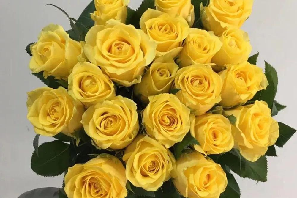 花店必备的5款玫瑰,鲜花图鉴一次性认识30种玫瑰花