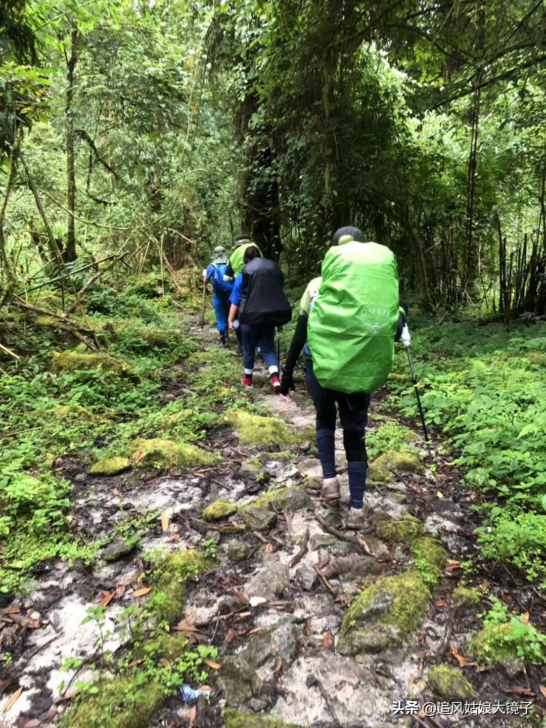 穿越原始的森林,穿越原始森林巨大蜈蚣