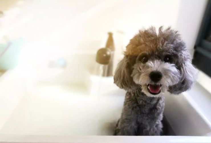 泰迪犬一般多少天洗一次澡,泰迪犬多久洗澡一次