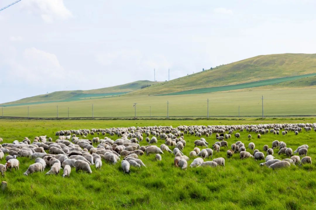 自驾三天呼伦贝尔大草原,自驾去呼伦贝尔草原七日游的攻略