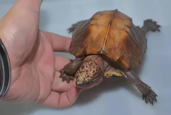 八角灵龟是不是保护动物,锯缘龟八角灵龟